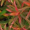 Euphorbia epithymoides 'Bonfire', leaves