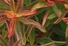 Euphorbia epithymoides 'Bonfire', leaves