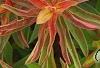 Euphorbia epithymoides 'Bonfire', leaves