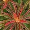 Euphorbia epithymoides 'Bonfire', leaves