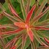 Euphorbia epithymoides 'Bonfire', leaves