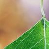Triadica sebifera, leaves