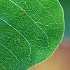 Triadica sebifera, leaves