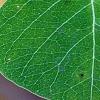 Triadica sebifera, leaves