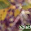 Triadica sebifera, leaves