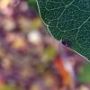 Triadica sebifera, leaves