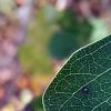 Triadica sebifera, leaves