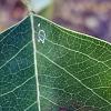 Triadica sebifera, leaves