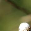 Triadica sebifera, fruit