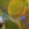 Triadica sebifera, fruit