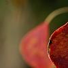 Triadica sebifera, fall color