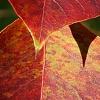 Triadica sebifera, fall color