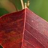 Triadica sebifera, fall color