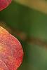 Triadica sebifera, fall color