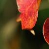 Triadica sebifera, fall color
