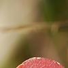 Triadica sebifera, fall color