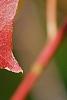 Triadica sebifera, fall color