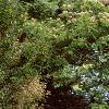 Albizia julibrissin, habit