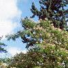 Albizia julibrissin, habit