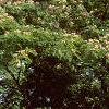 Albizia julibrissin, habit