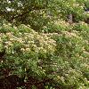 Albizia julibrissin, habit