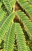 Albizia julibrissin, leaves