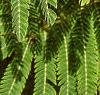 Albizia julibrissin, leaves