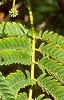 Albizia julibrissin, leaves