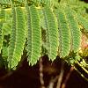 Albizia julibrissin, leaves