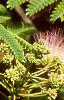 Albizia julibrissin, leaves