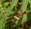 Albizia julibrissin, leaves