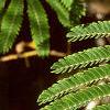 Albizia julibrissin, leaves