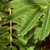 Albizia julibrissin, leaves