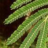 Albizia julibrissin, leaves
