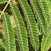 Albizia julibrissin, leaves
