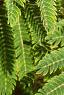 Albizia julibrissin, leaves