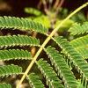 Albizia julibrissin, leaves