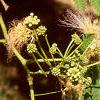 Albizia julibrissin, leaves