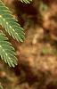 Albizia julibrissin, leaves