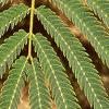 Albizia julibrissin, leaves