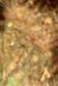 Albizia julibrissin, leaves
