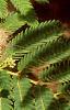 Albizia julibrissin, leaves