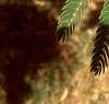 Albizia julibrissin, leaves
