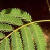 Albizia julibrissin, leaves