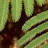 Albizia julibrissin, leaves