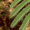 Albizia julibrissin, leaves