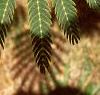 Albizia julibrissin, leaves