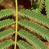 Albizia julibrissin, leaves