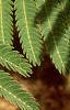 Albizia julibrissin, leaves