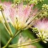 Albizia julibrissin, flowers